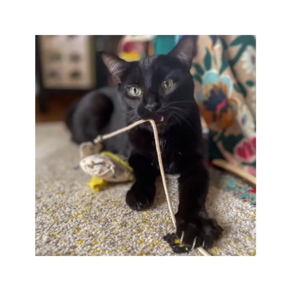 le-pack-canne-a-peche-chat-fripon