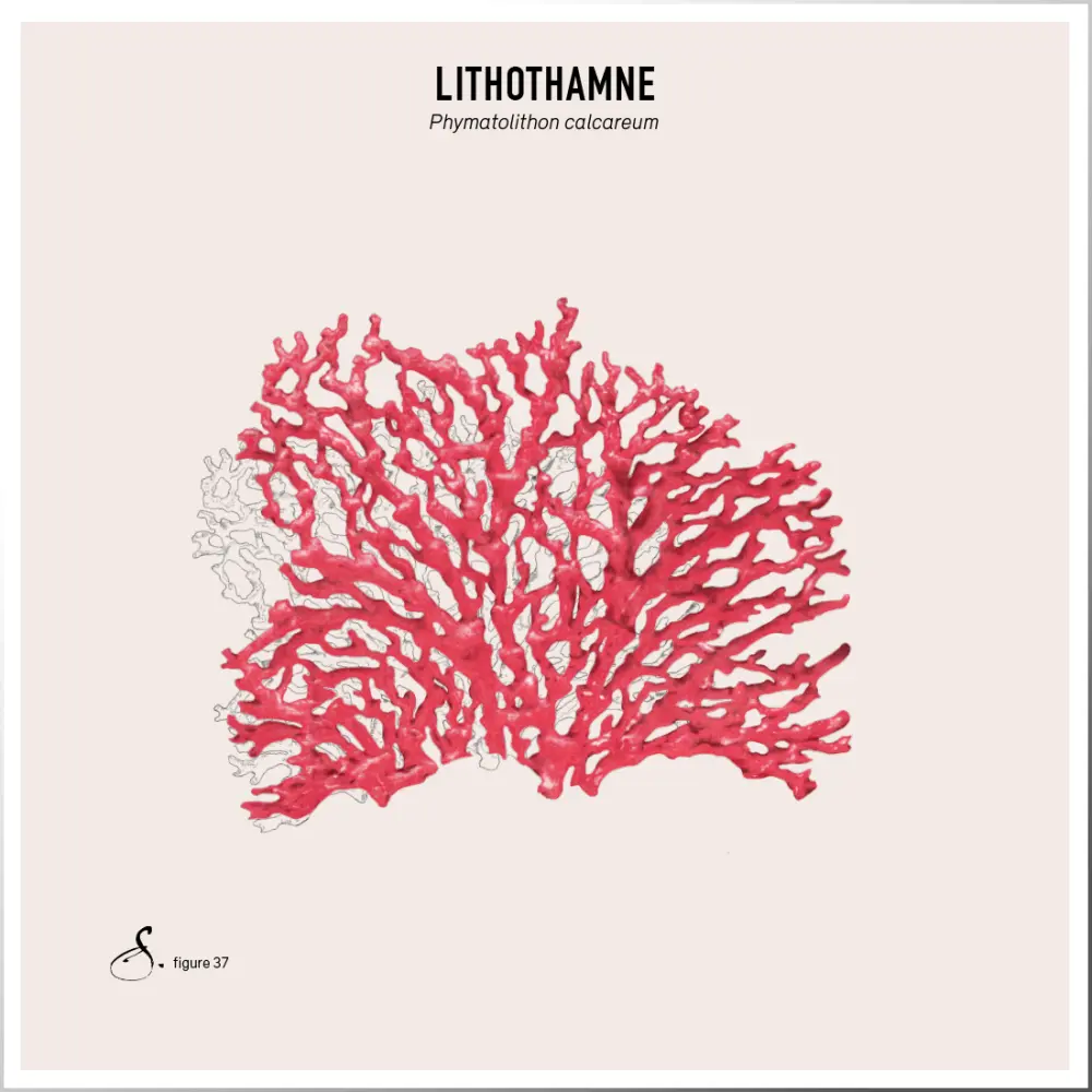 Lithothmane_tableau