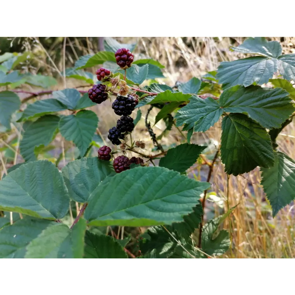 pexels-leevi-5147516