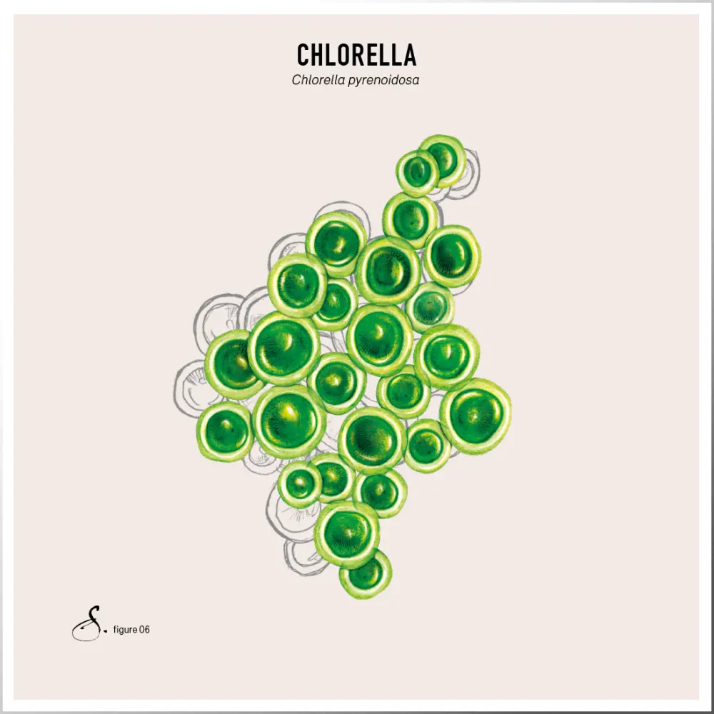 Chlorella_tableau