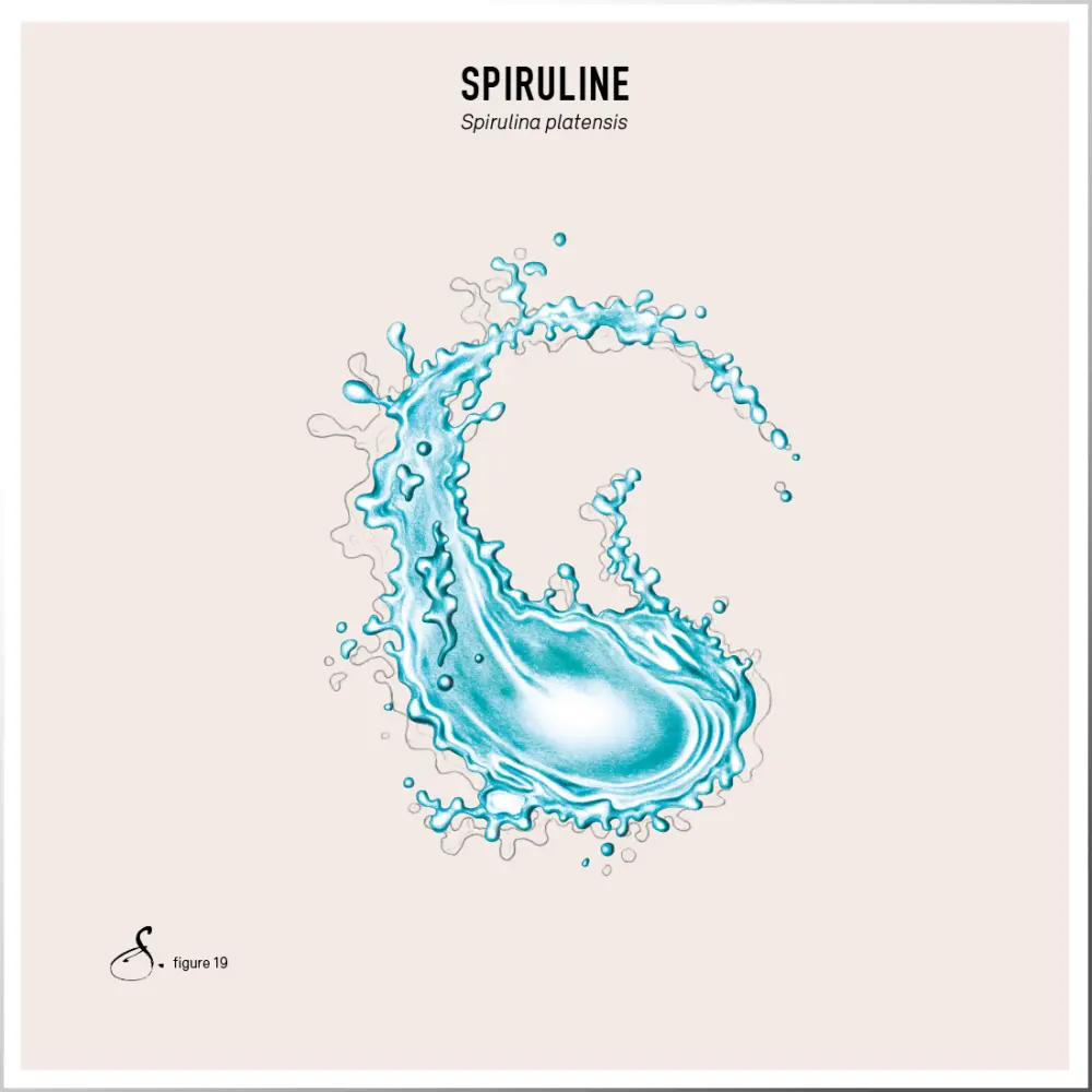 Spiruline_tableau