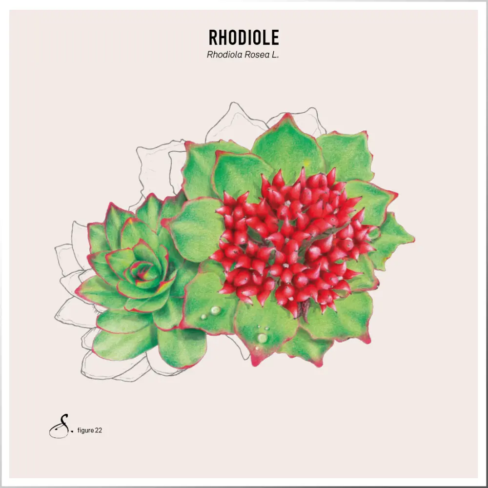 Rhodiole_tableau