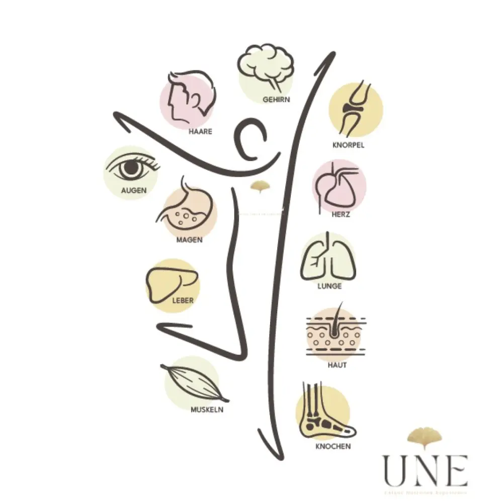 Kollagen_infografik_v2.JPG,UNE - Kopie