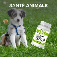 image SITE SANTE ANIMALE