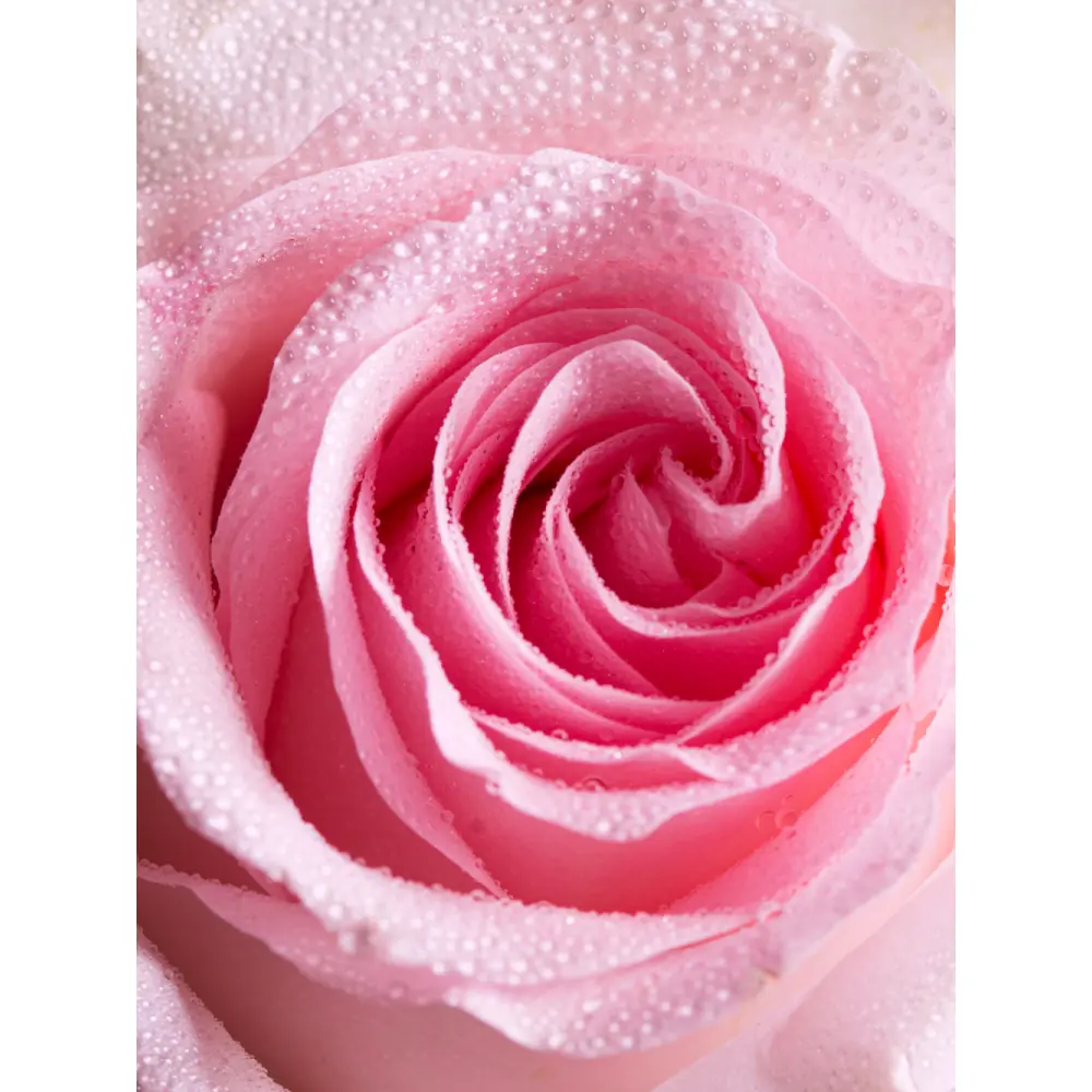 HOREE-MACRO-FLEUR-ROSE