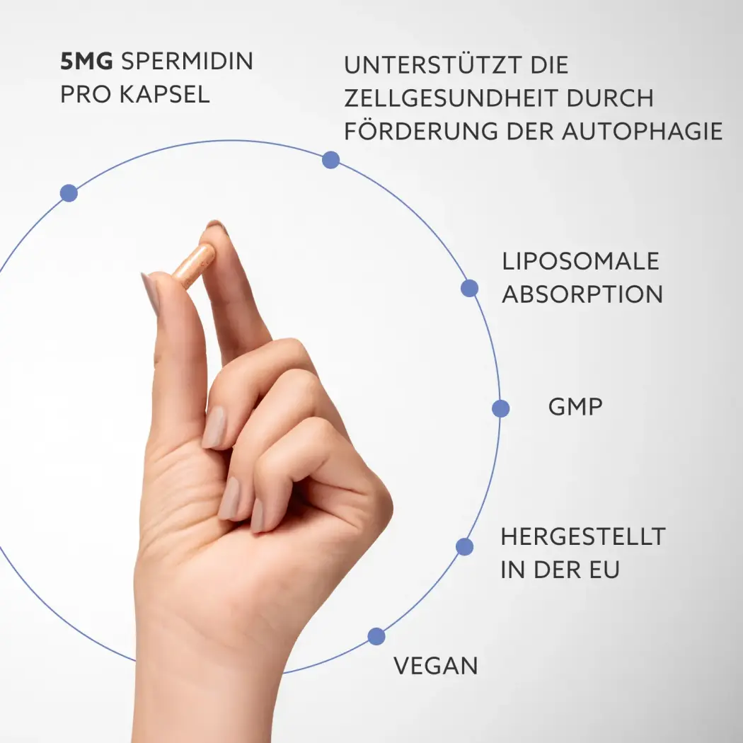 spermidine-description-DE-1x