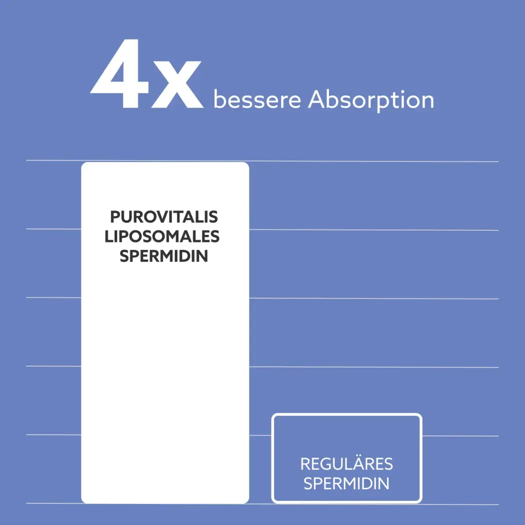 spermidine-absorption-DE-1x
