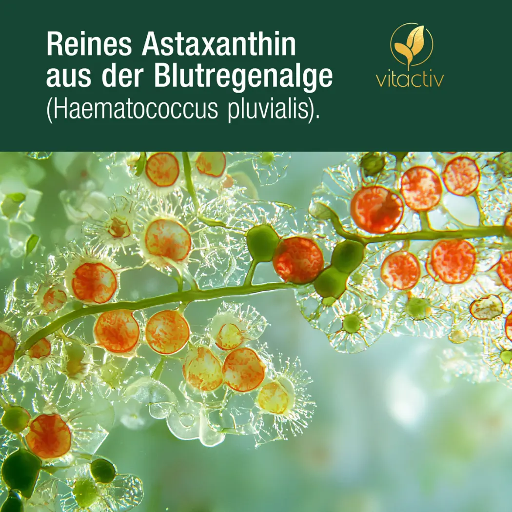 A856-Astaxanthin-19556651-03-1200px