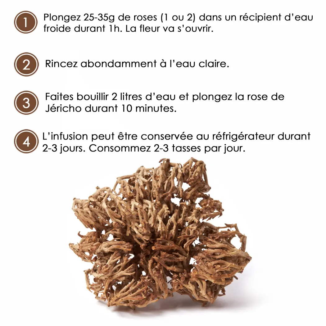 Rose de Jéricho (Anastatica hierochuntica) – Tisane Naturelle – Bien-être Féminin – Infusion Traditionnelle – Sachet 50 g – Herbes du Monde — Herbes du Monde