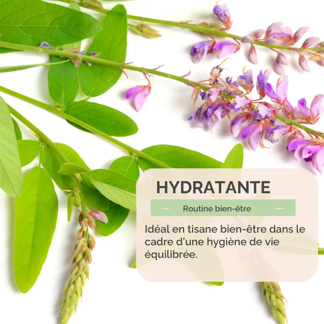 Tisane Desmodium – Feuilles Séchées – Desmodium adscendens – Infusion Naturelle – Sachet 40 g – Herbes du Monde — Herbes du Monde