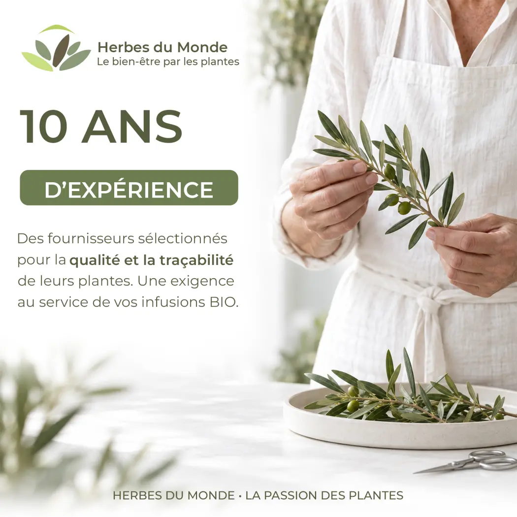 Tisane Olivier BIO – Feuilles Coupées – Infusion Naturelle – Certifiée AB – Sachet 100 g – Herbes du Monde — Herbes du Monde