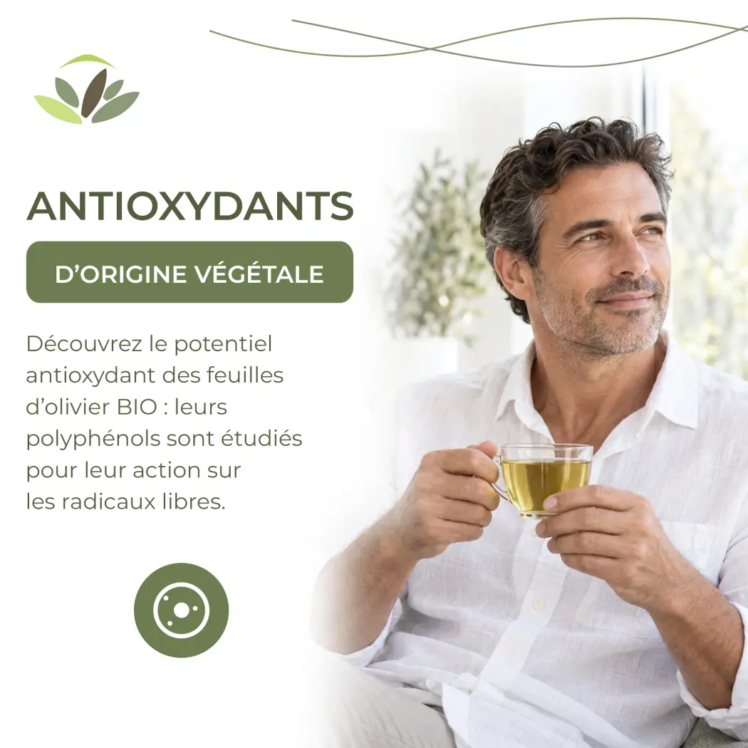 Tisane Olivier BIO – Feuilles Coupées – Infusion Naturelle – Certifiée AB – Sachet 100 g – Herbes du Monde — Herbes du Monde