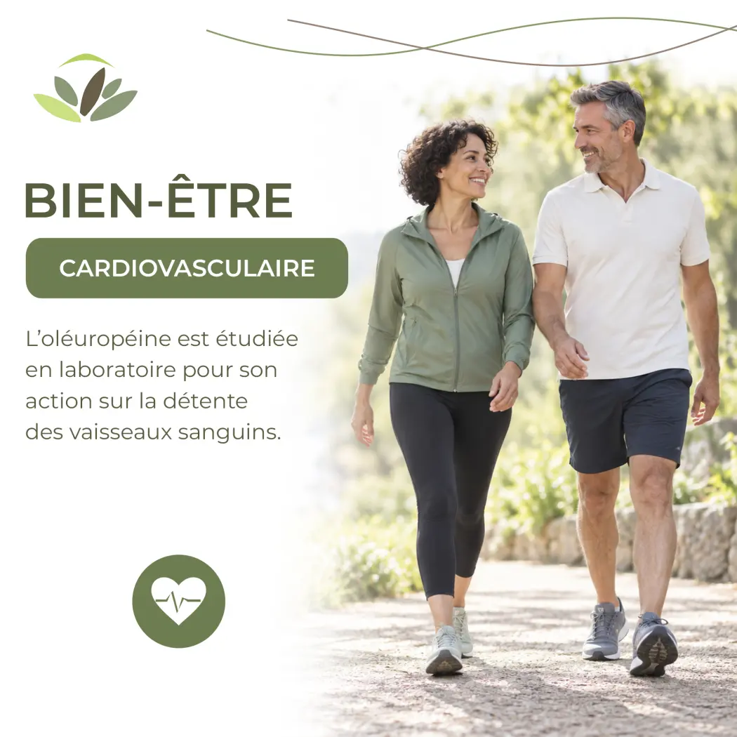 Tisane Olivier BIO – Feuilles Coupées – Infusion Naturelle – Certifiée AB – Sachet 100 g – Herbes du Monde — Herbes du Monde