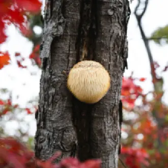 Les bienfaits du Lion’s Mane, le champignon Crinière de Lion Les bienfaits du Lion’s Mane, le champignon Crinière de Lion