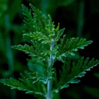 mugwort-6347384_1280