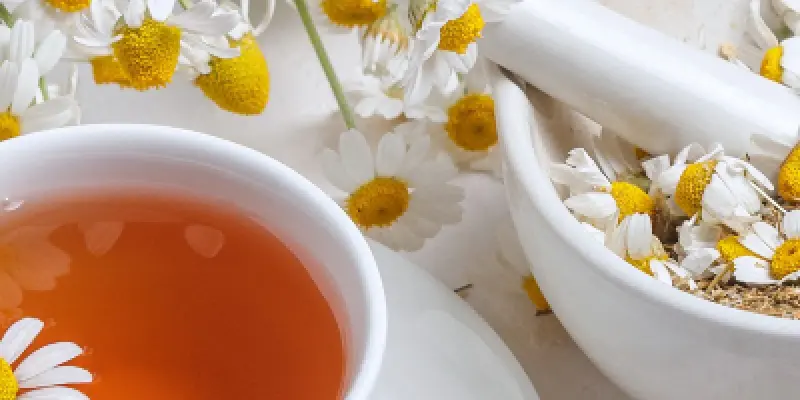 camomille-romaine-bio