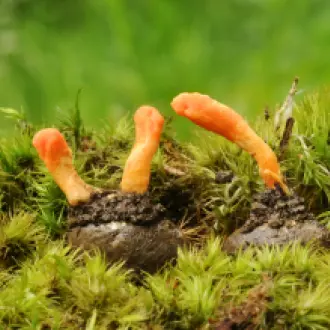 Design sans titre (99)