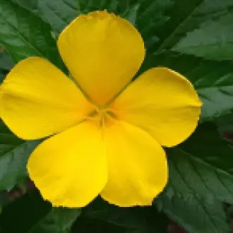 damiana-6791601_1280