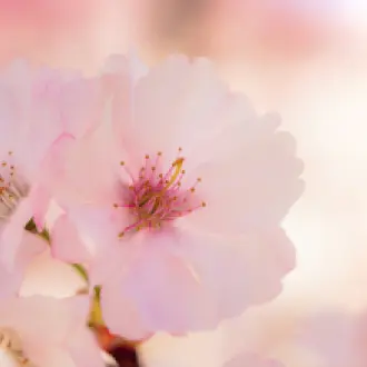 Le secret du bien-être intime : cultiver une flore vaginale saine Le secret du bien-être intime : cultiver une flore vaginale saine