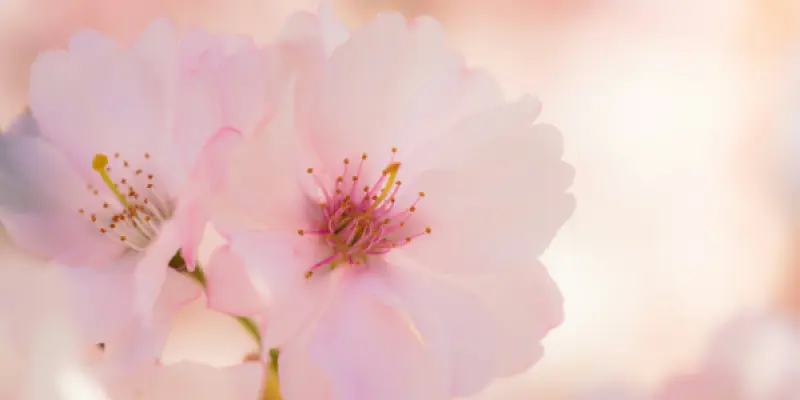 daniel-sessler-P9lKm5Z39Tc-unsplash