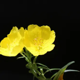 Les vertus santé et beauté de l’huile d’onagre bio Les vertus santé et beauté de l’huile d’onagre bio