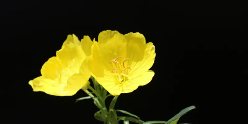 james-jeon-FJ1Dx52mED4-unsplash