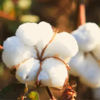 Huile fleur de coton