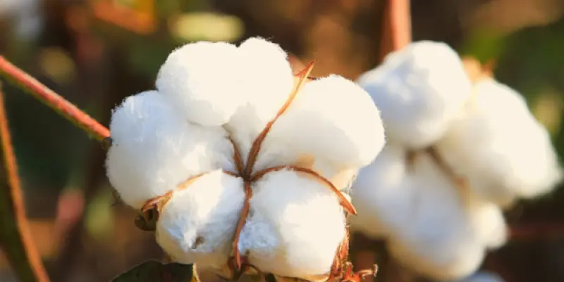 Huile fleur de coton