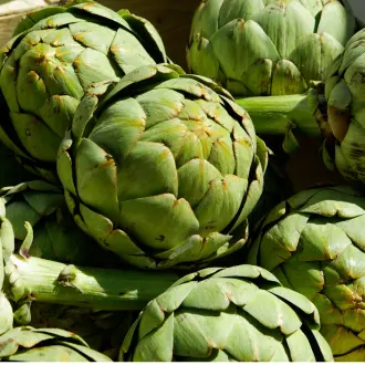 Artichaut émonctoire