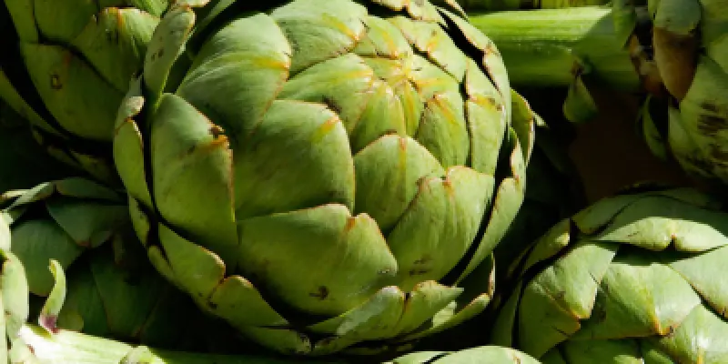 Artichaut émonctoire