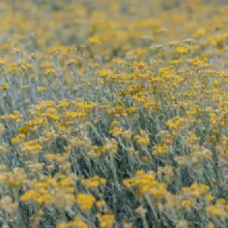 pexels-n-voitkevich-4691410