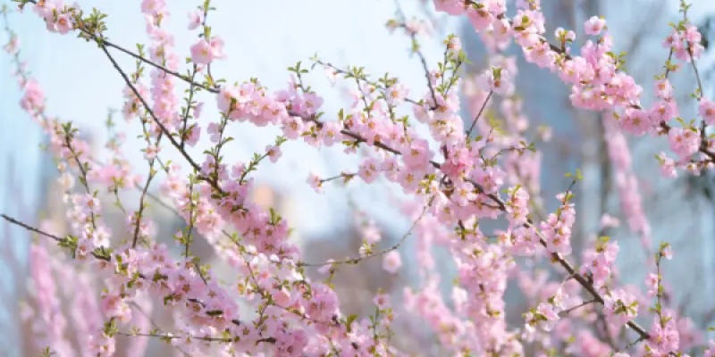 pexels-phoenix-leung-477338926-24538586