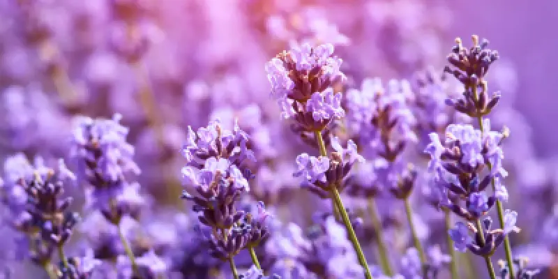 Design sans titre (76)