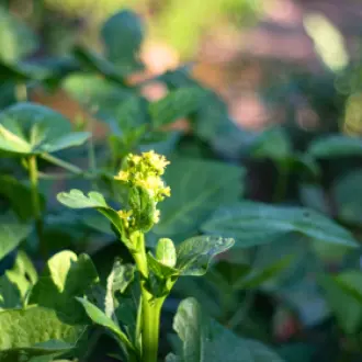 Design sans titre (100)