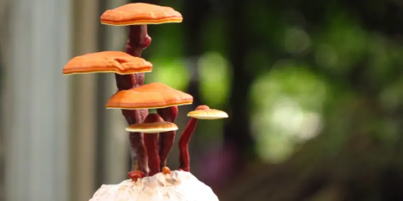 ganoderma-lucidum-bonsai-2641558_1280