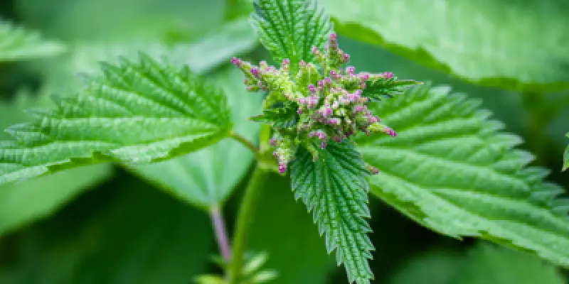 Ortie silice tendinite