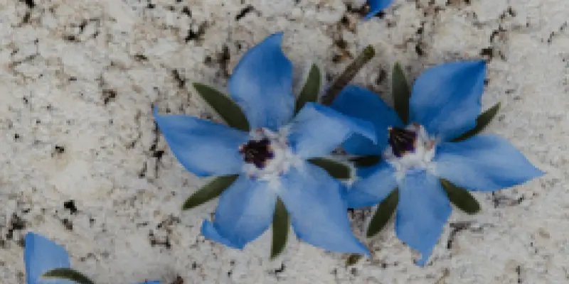 kate-cullen-yJJJz184j5o-unsplash